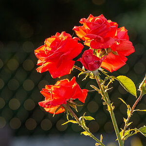 OF2_30220.jpg