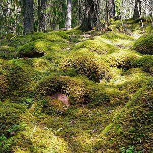 Moosteppich
