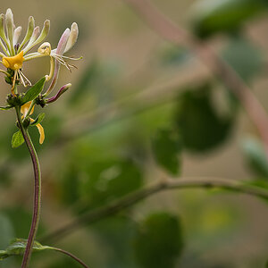 Clematis 2 (1 von 1).jpg