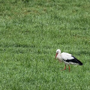 Storch vor der Arbeit