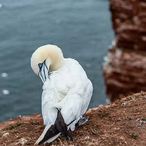 190714 Alkor Helgoland-2.jpg