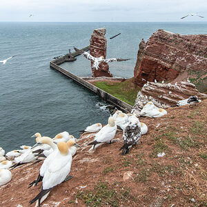 190714 Alkor Helgoland-3.jpg
