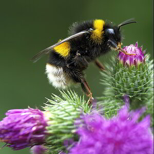 Hummel_2.jpg