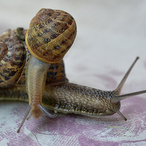 schnecke_doppelt_1200.jpg