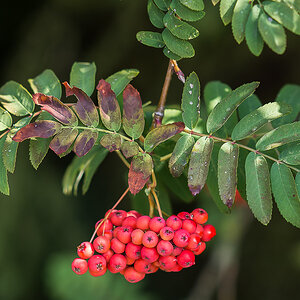 Vogelbeeren 2.jpg