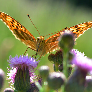 DSC_2566_00001_01.jpg