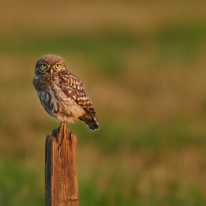 DSC_7094.jpg