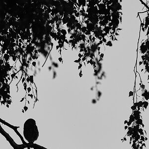 DSC_7103.jpg