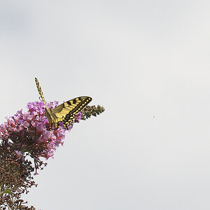 DSC_1572.jpg
