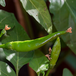 Chili grün.jpg
