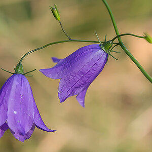 Pfirsichblättrige Glockenblume.jpg