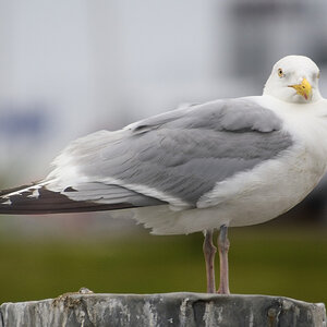 _DSC5844.JPG
