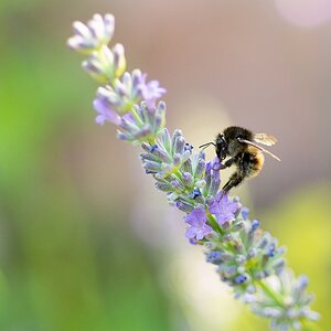 k-Hummel (2 von 3).jpg
