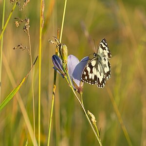 k-Schmetterling (2 von 14).jpg