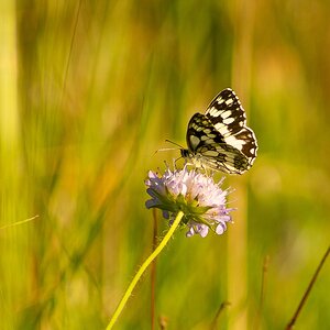 k-Schmetterling (13 von 14).jpg