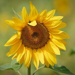 Sonnenblume