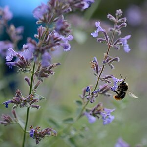 DSC_9395a.jpg