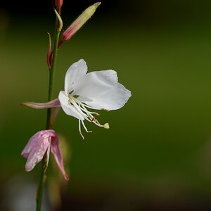 DSC_9336a.jpg