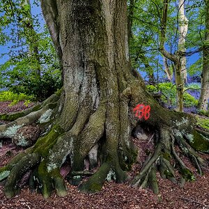 TZ_2019-08-06_19-23.jpg