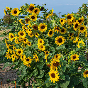 OF2_30885.jpg