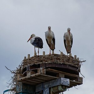 Storchennest