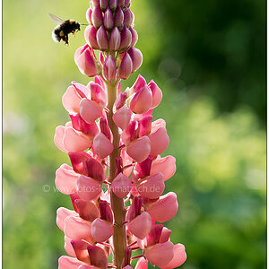 Lupine mit Besuch - 20170529 Schrebergarten