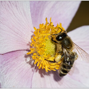 Anemone mit Besuch - 20170823 Schrebergarten