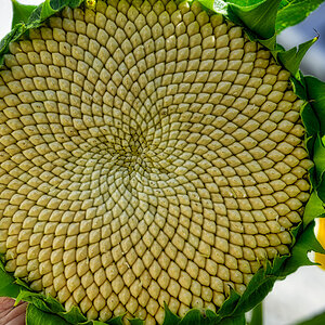 sonnenblume_1200.jpg