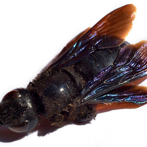 holzbiene_1200.jpg