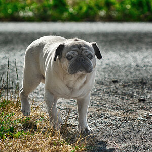 Ich bin trotz Wehwehchen mopsfidel - Hannes