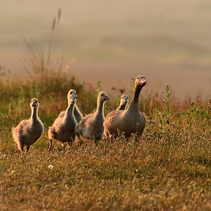 Graugans-2019_11314 (8).jpg