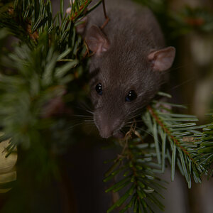 Weihnachtsratte
