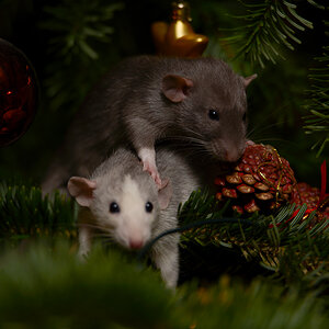 Weihnachtsratte