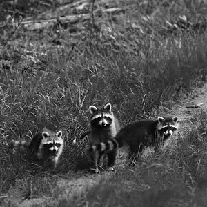 Panzerknacker B/W