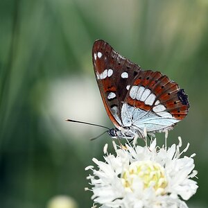 comp_DSC_1045.jpg