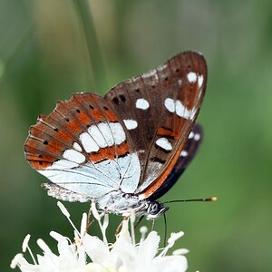 comp_DSC_1011.jpg