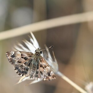 comp_DSC_1830.jpg