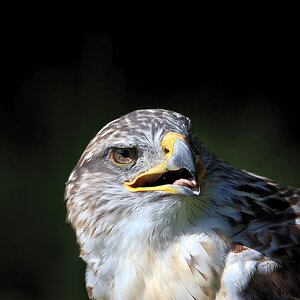 Königsrauhfußbussard.jpg