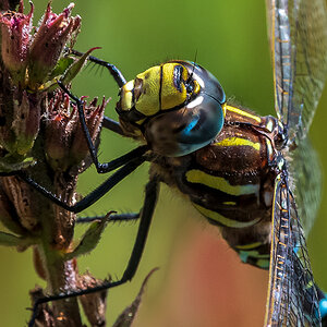 20190822_D500_0916NF.jpg