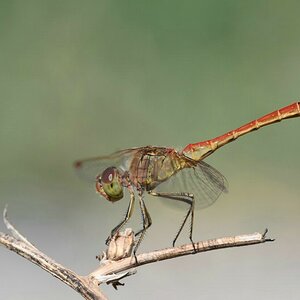comp_comp_DSC_1418.jpg