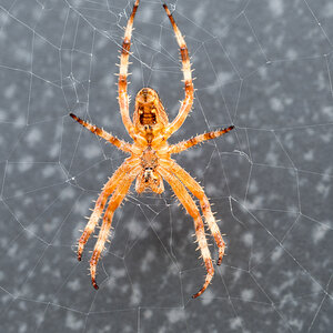 Spinne von unten