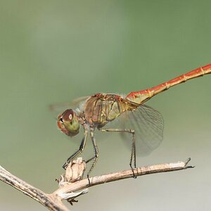 comp_comp_DSC_1426.jpg