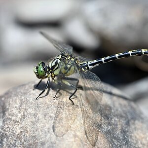 comp_DSC_4476.jpg