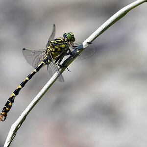 comp_DSC_4586.jpg