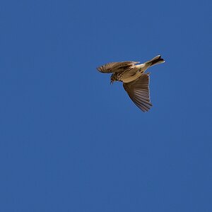 2019_11231.jpg