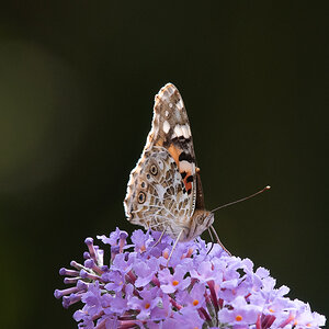 Schmetterling2.jpg
