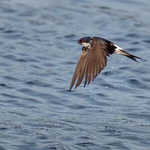 D50_7224Tropfnass aus dem Wasser_CP weich IA_7_2019.jpg