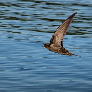D50_7318_Mauersegler II_CP weich IA__7_2019.jpg
