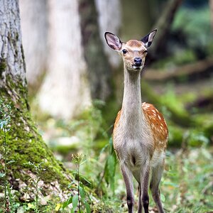 Sika-Hirsch.jpg
