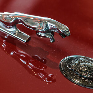 Jaguar im Spiegel (Farbe)